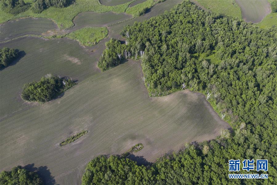 　　这是7月4日在黑龙江垦区五大连池农场拍摄的绿色田野（无人机照片）。 正值夏日，在黑龙江垦区五大连池农场，万亩耕地的美丽线条和苍翠的林地相互映衬，构成了一幅壮观的绿色画卷。 新华社记者 谢剑飞 摄

