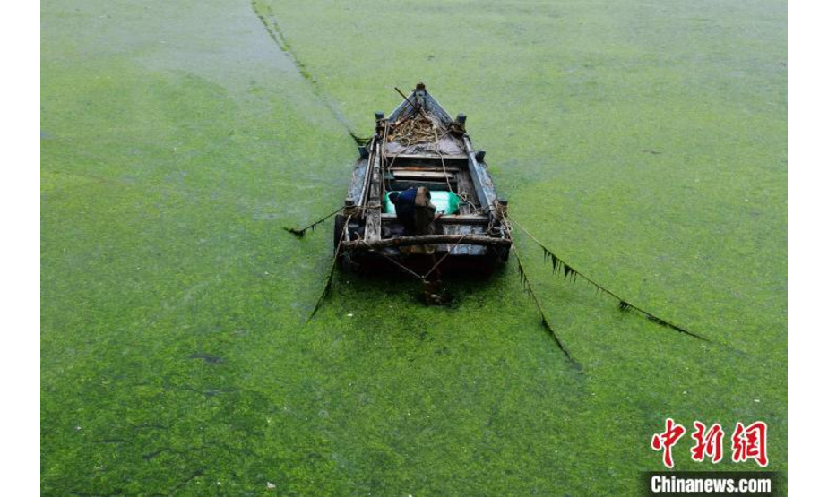 6月17日，在山东省青岛市沿海的一艘小渔船被浒苔围困。　王海滨 摄