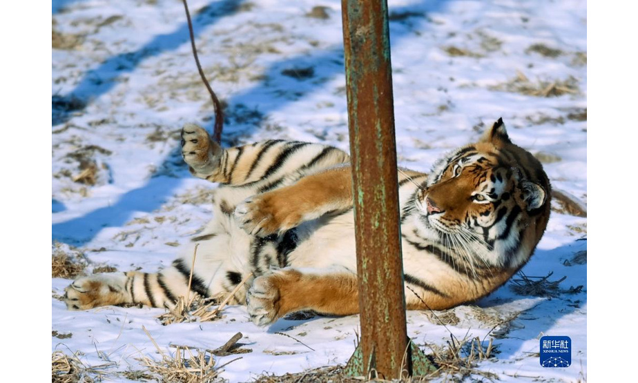 1月13日，在吉林省东北虎园内，一只东北虎躺在雪地上。

　　冬季里，在位于吉林长春的东北虎园内，东北虎享受惬意生活。

　　新华社记者 颜麟蕴 摄