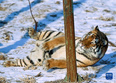 1月13日，在吉林省东北虎园内，一只东北虎躺在雪地上。<br/><br/>　　冬季里，在位于吉林长春的东北虎园内，东北虎享受惬意生活。<br/><br/>　　新华社记者 颜麟蕴 摄