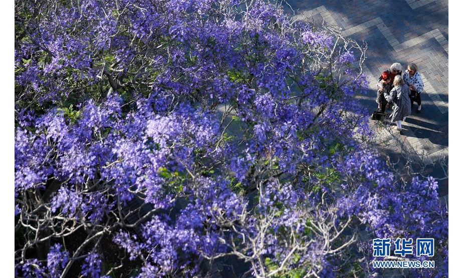 10月22日，蓝花楹在澳大利亚悉尼街边盛放。 位于南半球的澳大利亚近日进入蓝花楹盛放的时节。 新华社记者 白雪飞 摄