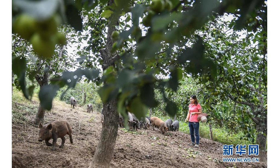 8月20日，康丹丹在果园内喂猪吃苹果梨。新华社记者 王昊飞 摄