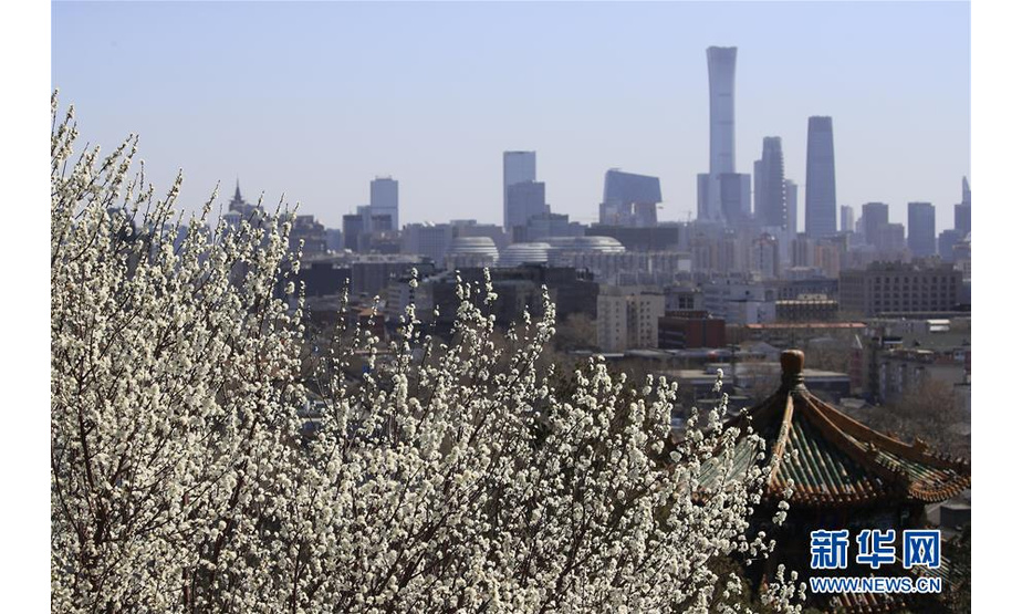 3月11日在北京景山公园拍摄的桃花和远处的楼群。随着天气转暖，北京各大公园和街头的各种春花陆续绽放。 新华社发（刘宪国 摄）