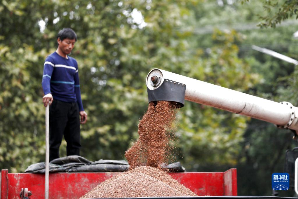 10月19日，在湖南省资兴市唐洞街道鹿桥村，农户将收获的高粱装车。

　　据农业农村部20日消息，目前秋粮收获近八成，近期的连阴雨对产量影响总体有限，秋粮增产已成定局。全年粮食产量有望再创历史新高，连续7年保持在1.3万亿斤以上。

　　新华社发（李科摄）