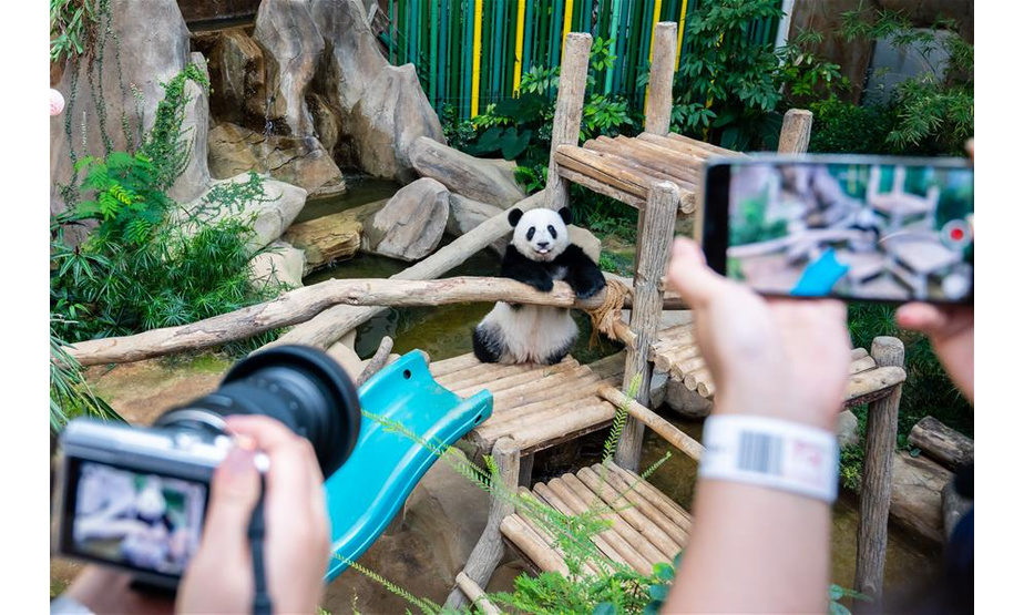1月14日，在马来西亚吉隆坡附近的马来西亚国家动物园，游客拍摄大熊猫宝宝“谊谊”。马来西亚国家动物园14日为在马出生的第二只雌性大熊猫宝宝“谊谊”庆祝两周岁生日。新华社记者 朱炜 摄