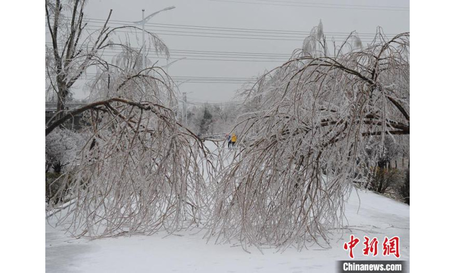 本轮冻雨、暴雪天气，造成大量树木折枝。　刘栋 摄
