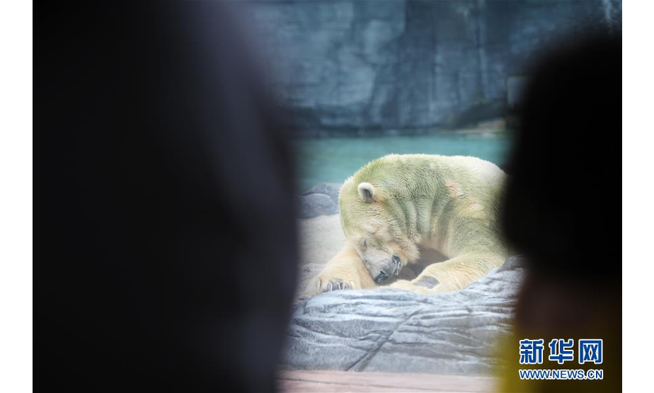 这是4月13日，北极熊伊努卡在新加坡动物园休息。 新华社发（邓智炜摄）