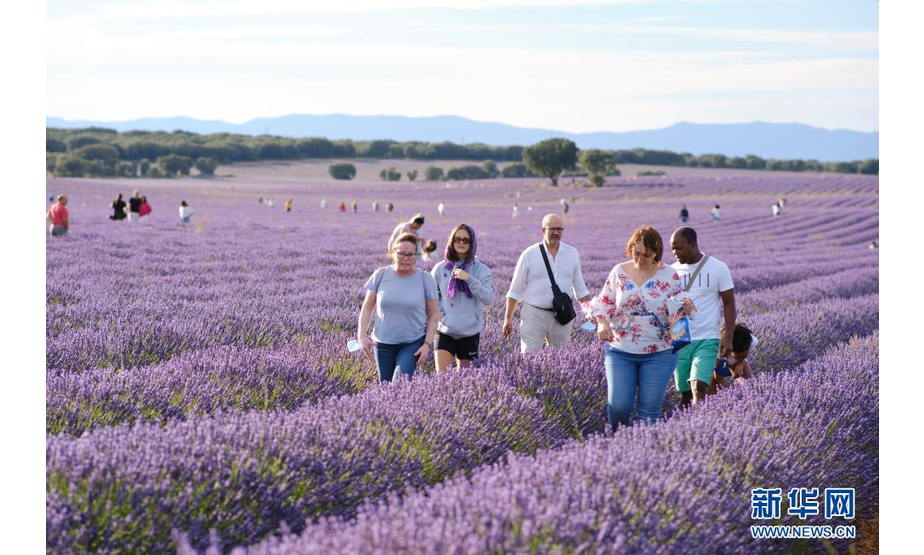 7月13日，人们在西班牙卡斯蒂利亚-拉曼查自治区布里韦加的薰衣草田游玩。

　　每年7月，这里成片的薰衣草形成紫色的花海，吸引游客前来赏花游玩。

　　新华社记者 孟鼎博 摄