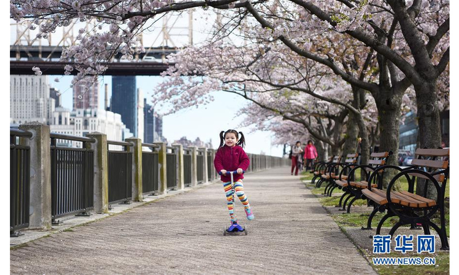 4月17日，一名小女孩在美国纽约罗斯福岛的樱花树下玩滑板车。随着气温回暖，4月的纽约告别了漫长冬季，春花烂漫，生机盎然。 新华社记者韩芳摄