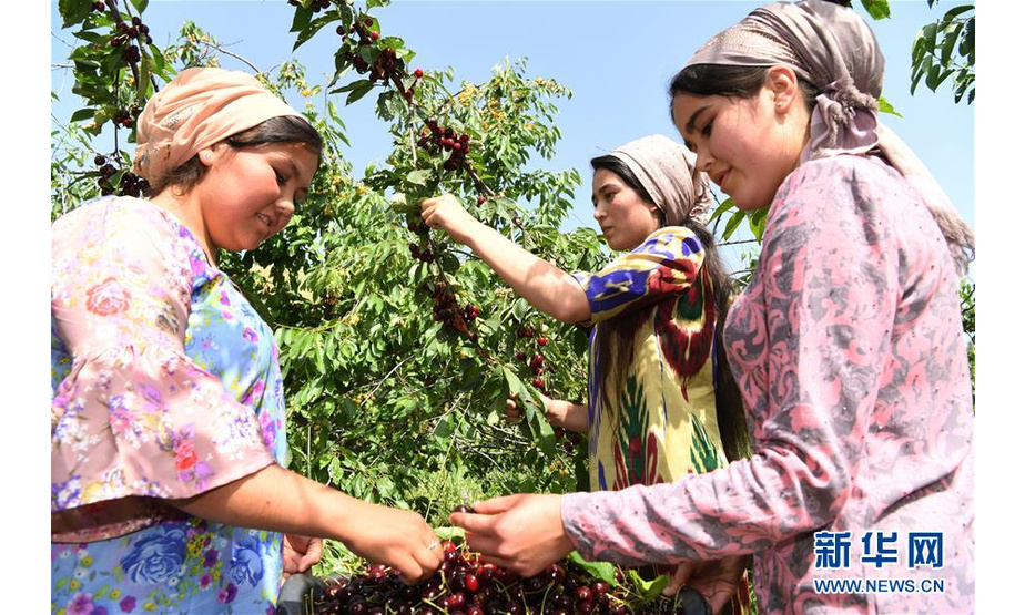 6月12日，在塔吉克斯坦首都杜尚别以西的吉萨尔，吉萨尔樱桃园的员工采摘樱桃。新华社记者沙达提摄