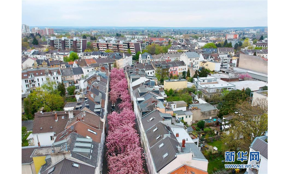 这是4月12日在德国波恩市拍摄的盛开的樱花（无人机拍摄）。新华社记者逯阳摄