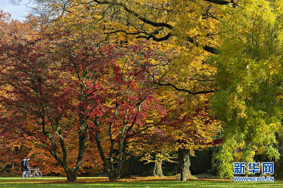 11月12日，在瑞士苏黎世一个公园内，深秋时节的树木红叶满枝头，景色迷人。 苏黎世位于瑞士中北部，是瑞士最大城市。 新华社发（米歇尔·立米纳摄）
