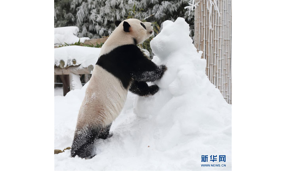 1月15日，在韩国京畿道龙仁市的爱宝乐园“熊猫世界”，大熊猫“乐宝”在雪地上玩耍。

　　当日，“熊猫世界”开业1000天。这里饲养着来自中国的旅韩大熊猫“爱宝”和“乐宝”。

　　新华社发（爱宝乐园供图）