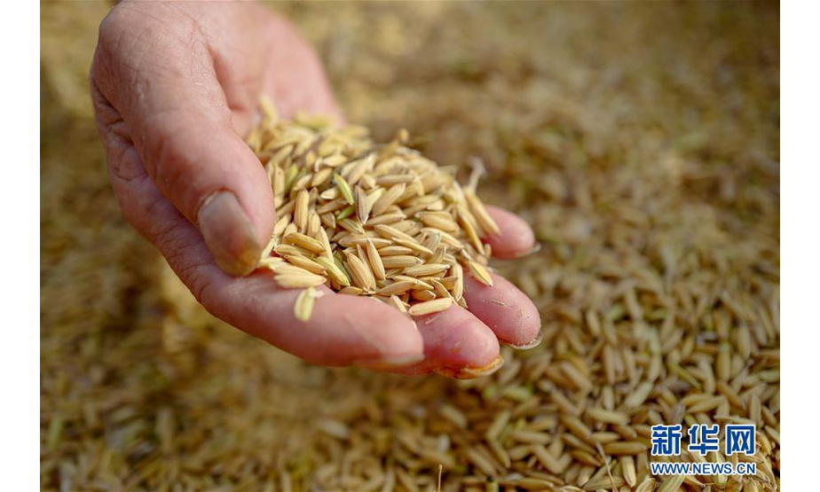 花田乡何家岩村村民收获的稻米（9月19日摄）。新华社记者 刘潺 摄