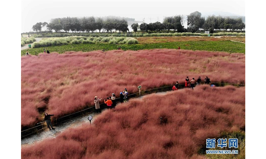 10月23日，游客在郑州龙湖湿地公园拍照游玩（无人机拍摄）。 近日，河南省郑州龙湖湿地公园内的粉黛乱子草进入盛开期，成片的“粉色海洋”吸引市民前来观赏拍照。 新华社记者 李安 摄