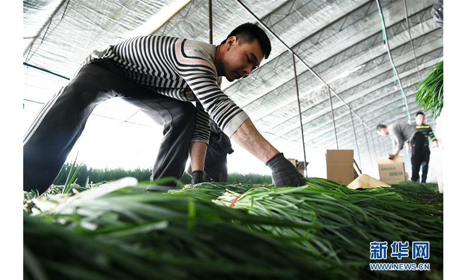 在宁安市渤海镇双庙子村，王艳涛在自家大棚内将打捆的韭菜装箱（3月6日摄）。 新华社记者王建威摄