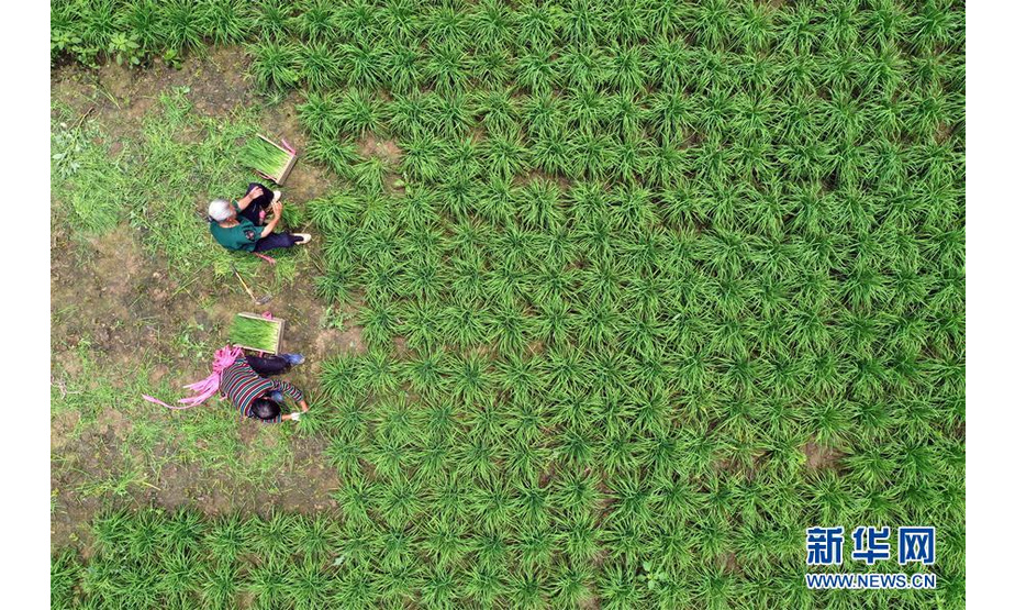 6月24日，贵州省毕节市黔西县洪水镇永平村村民在收割韭菜（无人机拍摄）。 新华社发（胡攀学 摄）