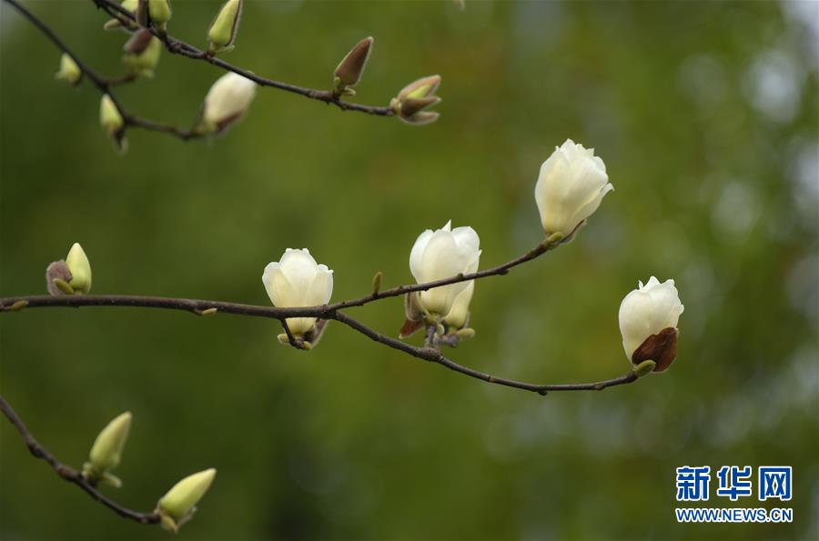 这是3月15日在湖北省恩施土家族苗族自治州宣恩县贡水河畔带状公园拍摄的玉兰花。 随着气温回升，各地春花绽放，春意盎然。 