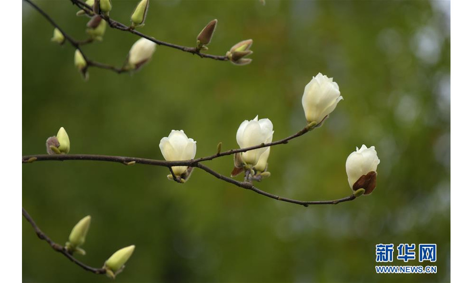 这是3月15日在湖北省恩施土家族苗族自治州宣恩县贡水河畔带状公园拍摄的玉兰花。 随着气温回升，各地春花绽放，春意盎然。 