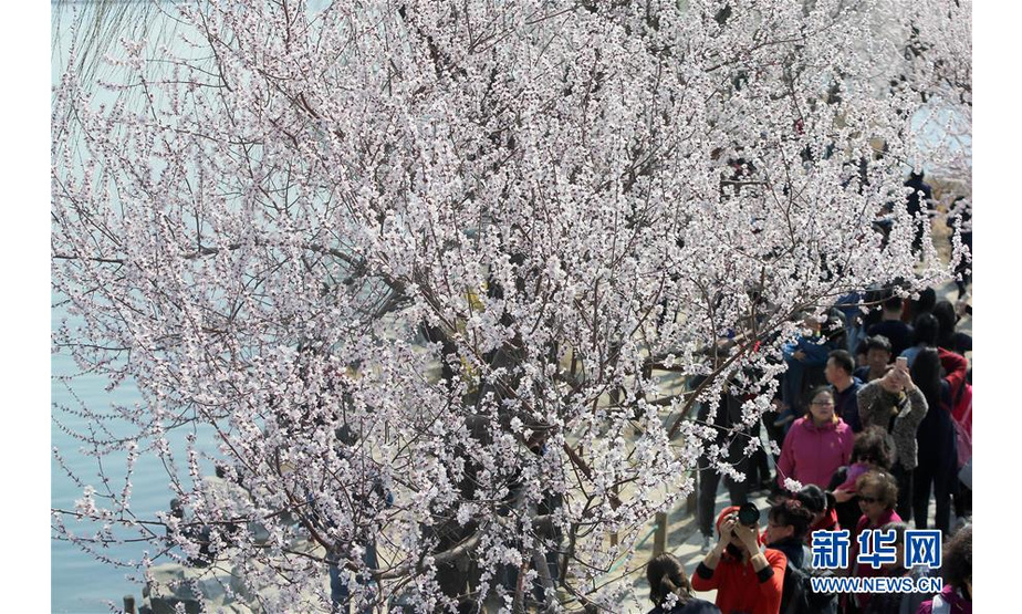 3月17日，游客在北京颐和园游览。 春日里的颐和园风光旖旎，游人如织。 新华社记者 张传奇 摄
