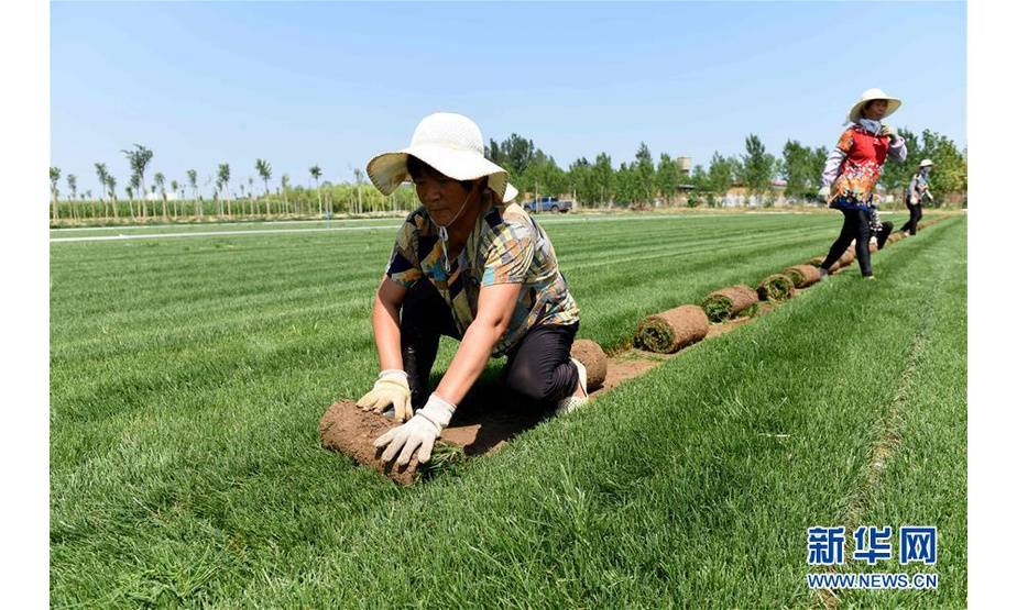 8月21日，在河北任县西固城乡小东吴村，景泰园家庭农场的工人在收卷草皮。 新华社记者 朱旭东 摄
