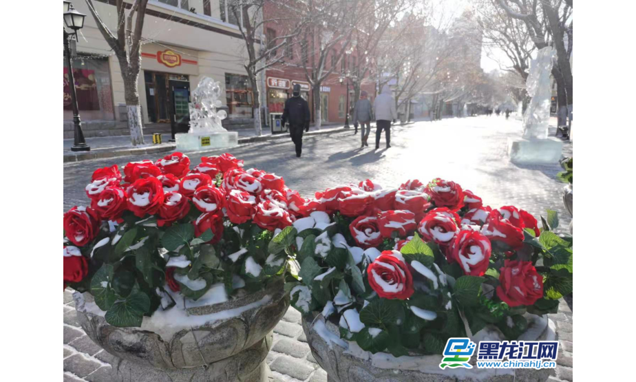 时下，哈尔滨已进入一年中最冷的季节。为美化城市环境，有关部门在道里区中央大街上装扮了大量的塑料绢花，为冬日的冰城增添了一道风景。（记者 白林鹤）