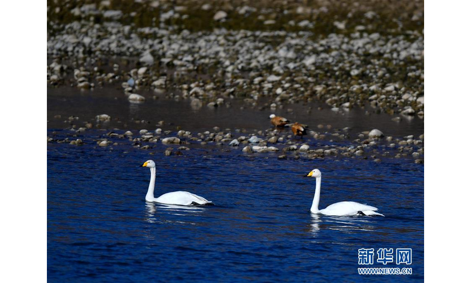 12月12日，两只天鹅在千姿湖湿地公园内游弋。新华社记者张龙摄
