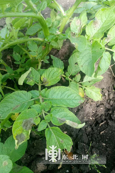 今年黑龙江省马铃薯晚疫病发病规模可能重于前