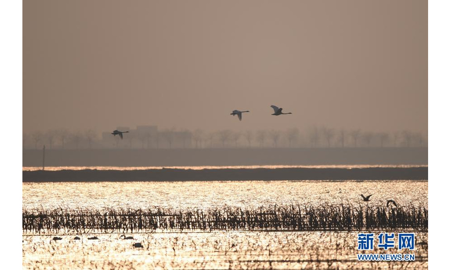 3月9日，候鸟在达拉特旗境内黄河湿地上空飞翔。

　　近日，随着天气转暖，黄河水面渐开冻，成群候鸟飞抵内蒙古鄂尔多斯市达拉特旗境内黄河沿线湿地。

　　新华社记者 刘磊 摄