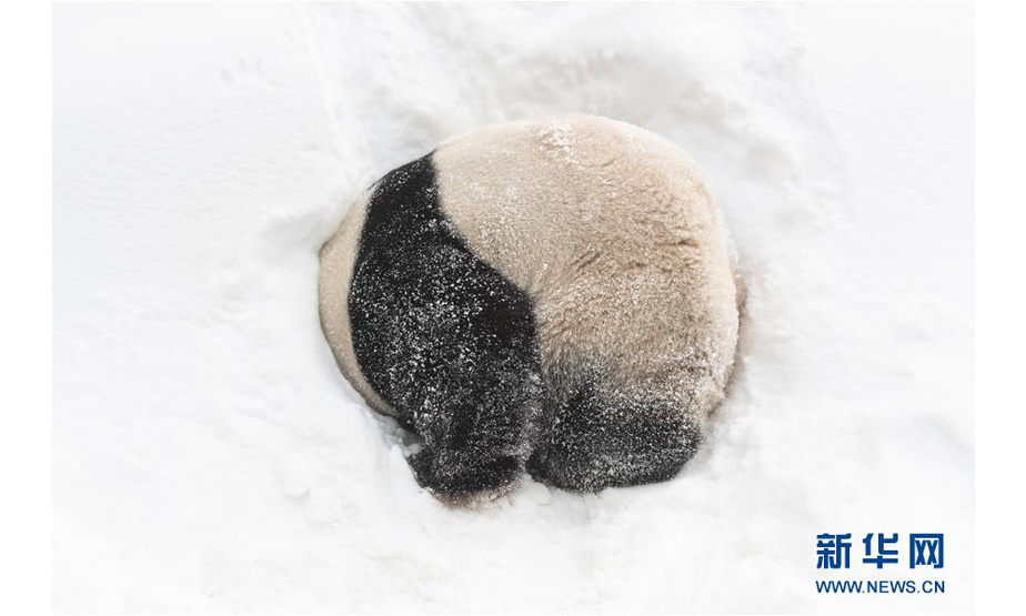 1月15日，在韩国京畿道龙仁市的爱宝乐园“熊猫世界”，大熊猫“乐宝”在雪地里玩耍。

　　当日，“熊猫世界”开业1000天。这里饲养着来自中国的旅韩大熊猫“爱宝”和“乐宝”。

　　新华社发（爱宝乐园供图）