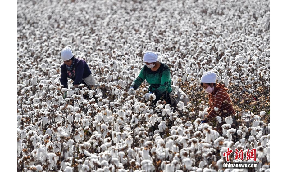 10月21日，新疆沙雅县古勒巴格镇，大型采棉机正在进行机械化采摘。金秋时节，新疆迎来棉花采摘旺季。沙雅县是国家级优质商品棉生产基地，2019年棉花种植面积达185万亩，目前已陆续进入采摘期。中新社记者 刘新 摄