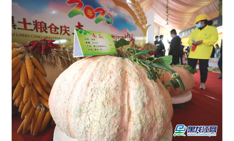 9月22日，一种名为冠军南瓜亮相2020年黑龙江省农民丰收节。据了解，冠军南瓜产自建三江研发中心，最大可生长600斤存储可达一年。（记者 白林鹤）