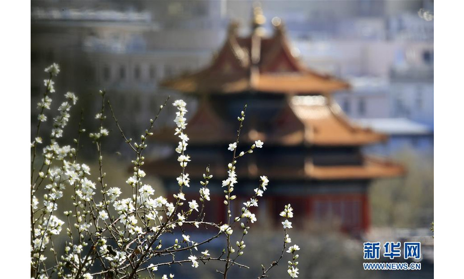 3月11日拍摄的桃花映衬下的北京故宫角楼。随着天气转暖，北京各大公园和街头的各种春花陆续绽放。 新华社发（刘宪国 摄）