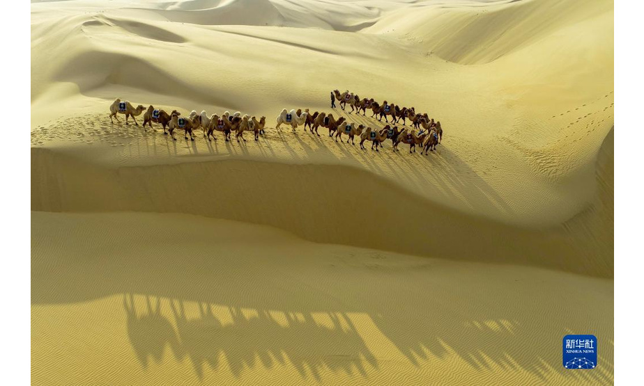 11月29日，一支驼队在库布其沙漠行进（无人机照片）。

　　冬日，位于内蒙古自治区鄂尔多斯市的库布其沙漠壮美而静谧，驼队行走其中，构成一幅沙海画卷。

　　新华社发（王正 摄）
