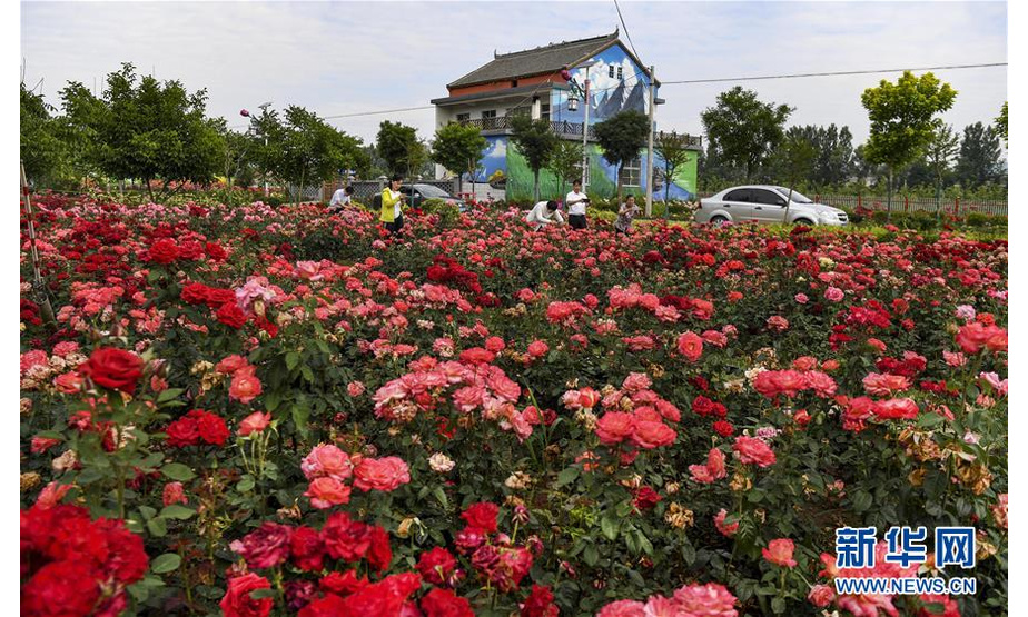 6月17日，游人在玫瑰小镇玫瑰园里观赏盛开的鲜花。新华社记者陶明摄