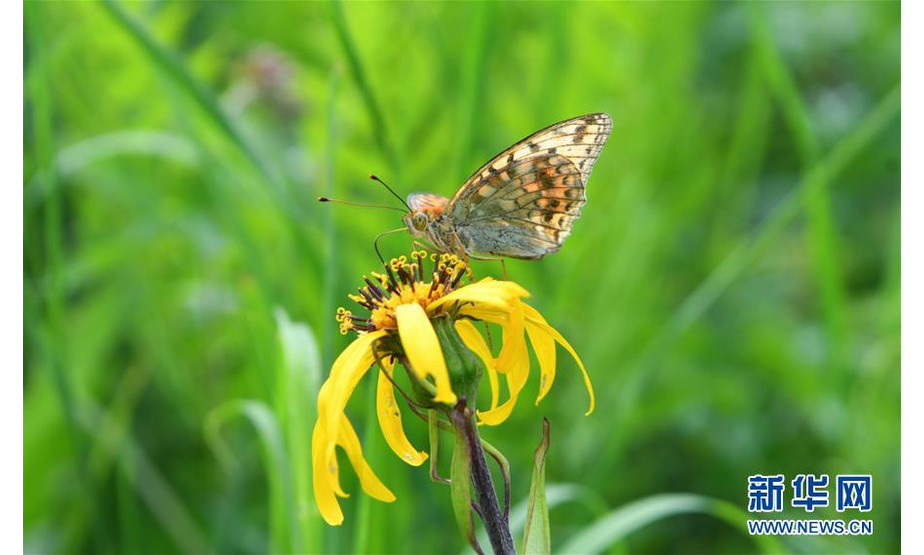 7月9日，一只蝴蝶在花间采蜜。 近日，有着“空中花园”之称的长白山西景区高山花园百花绽放，数千公顷的各类花卉争奇斗艳，吸引游客前来观赏。 新华社记者 林宏 摄