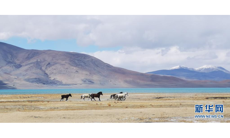 野马在佩枯错旁奔驰（5月14日摄，手机照片）。

　　佩枯错位于西藏日喀则市吉隆县与聂拉木县交界处，面积约300平方公里，湖面海拔4590米，是珠峰保护区内最大的内陆湖泊。

　　新华社记者 沈虹冰 摄