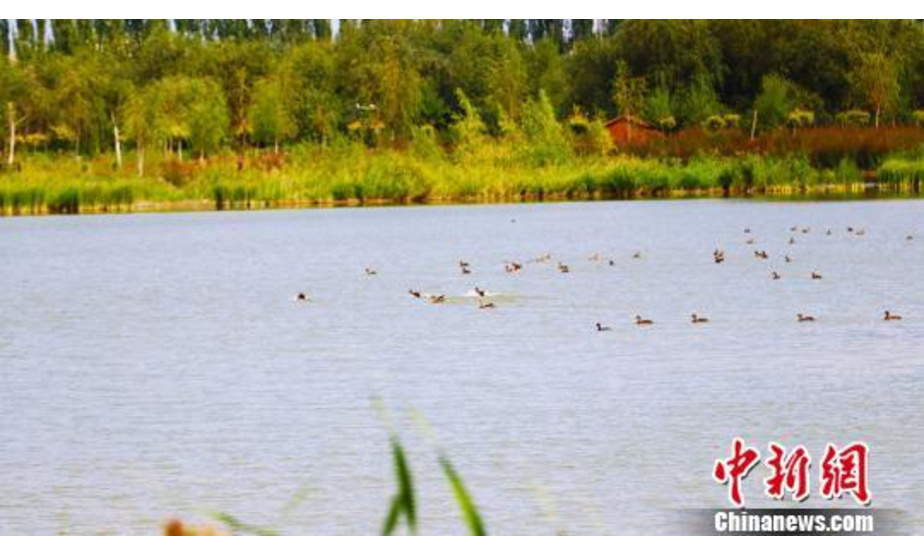游客在阿克苏国家湿地公园内随处可见各类水鸟在水中嬉戏。 王小军 摄　　遍地的野花，清澈的湖泊，水鸟成群……9月10日，游客漫步在新疆阿克苏国家湿地公园，三五成群的水鸟在湖中嬉戏。自开园以来，阿克苏国家湿地公园的游客每日递增，高峰期日接待游客近万人次。据介绍，公园内分布有柽柳、甘草、梭梭等国家二级保护植物10余种，栖息着金雕、黑鹳、新疆大头鱼等7种国家一级保护动物和塔里木兔、白鹭、苍鹭等20余种国家二级保护动物。