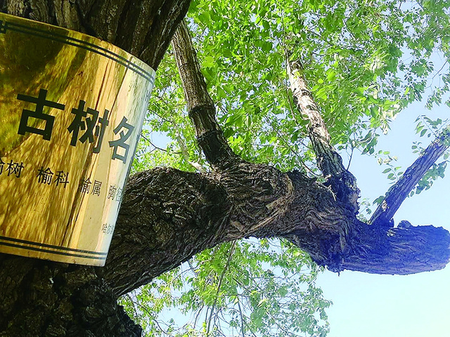 挂牌古树被勒十余根铁丝