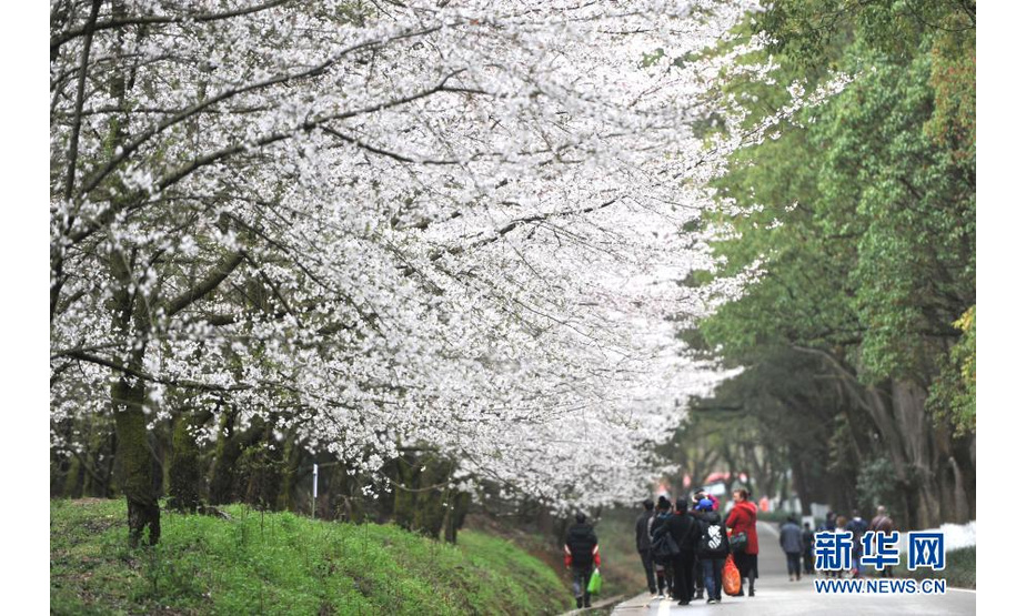 3月11日，游人在贵州省贵安新区的樱花园内赏花游玩。