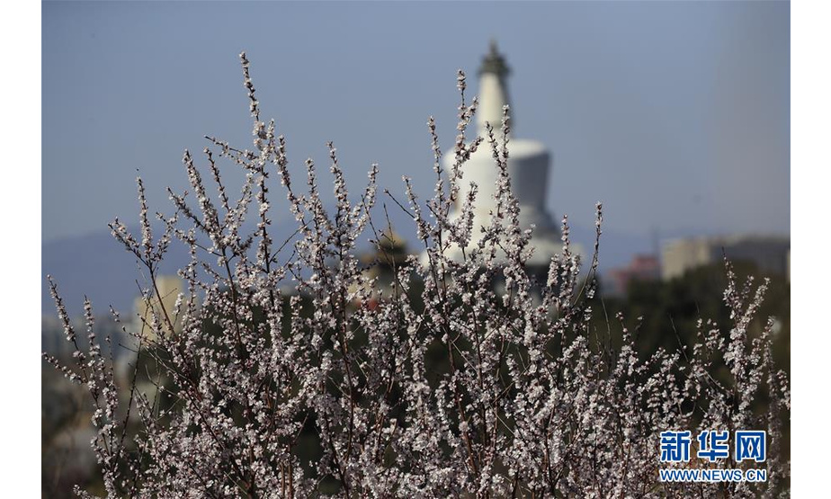3月11日拍摄的桃花映衬下的北京北海公园白塔。随着天气转暖，北京各大公园和街头的各种春花陆续绽放。 新华社发（刘宪国 摄）
