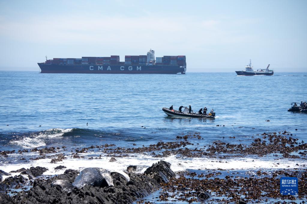 12月9日，在南非开普敦，工作人员准备转移海岸边的座头鲸尸体。

　　据当地媒体报道，当天上午一具座头鲸尸体在位于市区的海岸边被发现，当地政府随后在警方和海洋救援组织的协助下将尸体清理。

　　新华社记者 吕天然 摄