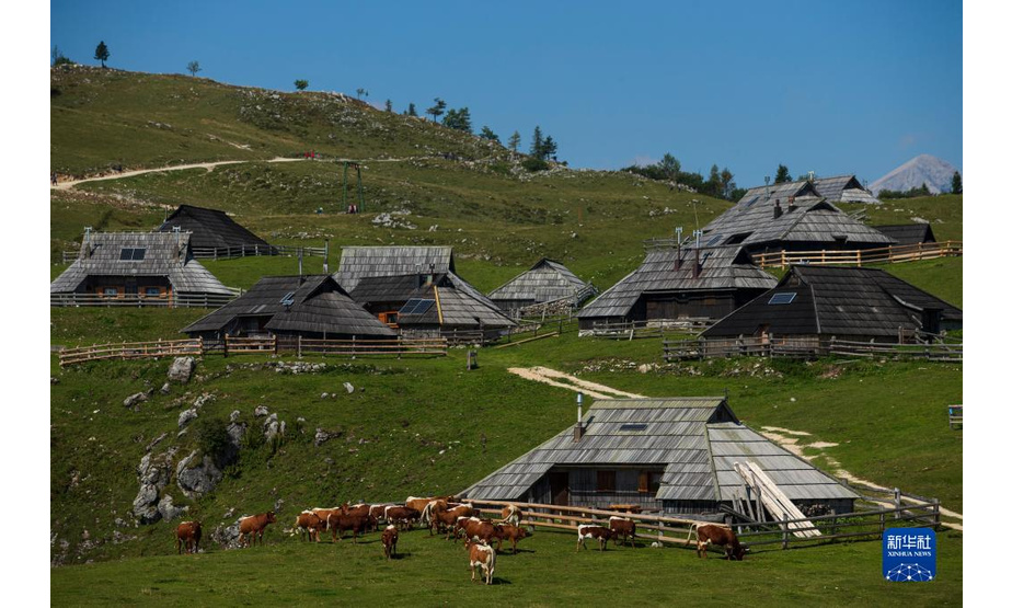 这是9月8日在斯洛文尼亚维利卡普拉尼那高地牧民定居点拍摄的传统木屋和奶牛。

　　位于斯洛文尼亚北部的维利卡普拉尼那高地是欧洲现存最大的牧民定居点，早在中世纪已有牧民定居。每到夏季，该地独特的高原牧场风景和传统的牧民生活习俗吸引大批徒步旅行爱好者到此观光。

　　新华社发（泽利科·斯特凡尼奇摄）