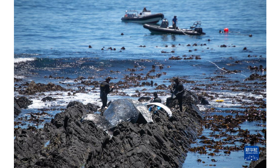 12月9日，在南非开普敦，工作人员准备转移海岸边的座头鲸尸体。

　　据当地媒体报道，当天上午一具座头鲸尸体在位于市区的海岸边被发现，当地政府随后在警方和海洋救援组织的协助下将尸体清理。

　　新华社记者 吕天然 摄