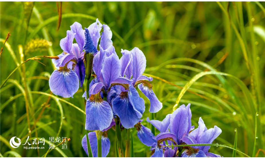 夏天，大兴安岭的山林中繁花似锦，五彩缤纷。有热情的红、浪漫的粉、宁静的黄、圣洁的白、淡雅的紫，走进山里，仿佛走进了一个万花筒般的世界。
有种野花，她的名字叫马兰花。马兰花为淡蓝色、蓝色或蓝紫色。马兰花属鸢尾科，是多年生草本植物，根茎短粗肥壮，叶呈长条形，十分坚韧，难以折断，花大新奇，花色绚丽，花期五至六月，生于山坡草地，喜光耐阴、耐寒、耐干旱、抗盐碱，具有顽强的生命力，有良好的生态功能和经济价值，在城市绿化美化建设中具有广阔的应用前景。
图片由人民网黑龙江摄影团队 大岭闲人 拍摄。