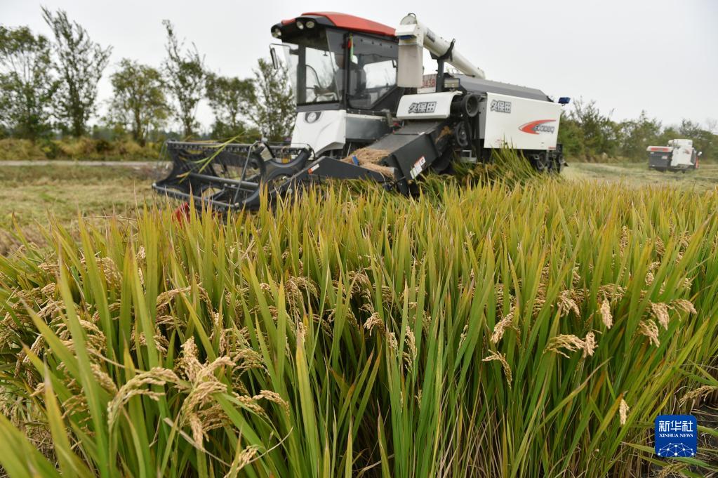 10月20日，农机手驾驶收割机在江苏省泰州市海陵区红旗街道的农田里收割水稻。

　　据农业农村部20日消息，目前秋粮收获近八成，近期的连阴雨对产量影响总体有限，秋粮增产已成定局。全年粮食产量有望再创历史新高，连续7年保持在1.3万亿斤以上。

　　新华社发（方东旭摄）