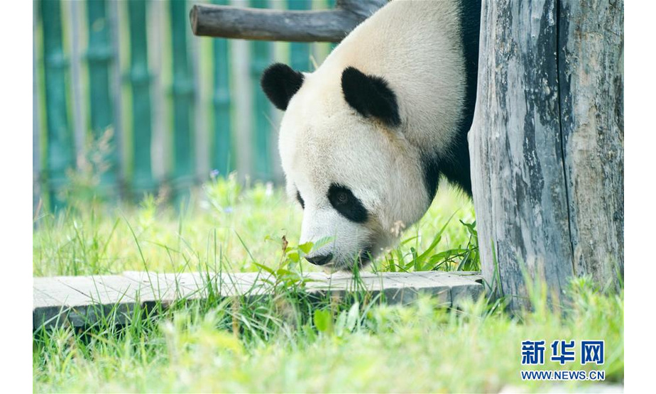 7月18日，大熊猫佑佑在熊猫馆中活动。 新华社记者王松摄