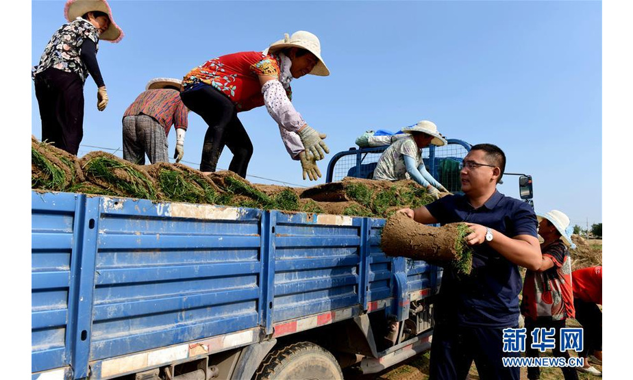 8月21日，在河北任县西固城乡小东吴村，王壮（前右一）和农场工人一起将收卷的草皮装车。 新华社记者 朱旭东 摄