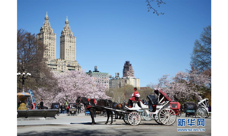 4月16日，游客在美国纽约中央公园乘坐马车观光。随着气温回暖，4月的纽约告别了漫长冬季，春花烂漫，生机盎然。 新华社记者韩芳摄