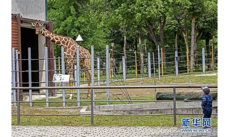 5月26日，一名儿童在北马其顿斯科普里动物园观看长颈鹿。新华社发（托米斯拉夫·格奥尔基耶夫摄）